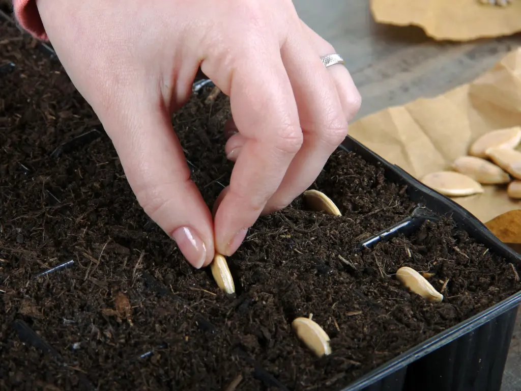 A hand placing kousa squash seeds into a seed starting tray filled with potting mix.