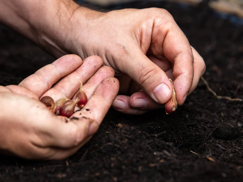 When to Plant Walking Onions for a Bountiful Harvest: Your Complete Guide