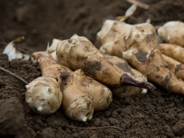 How to Grow Jerusalem Artichoke Seeds: A Beginner’s Guide