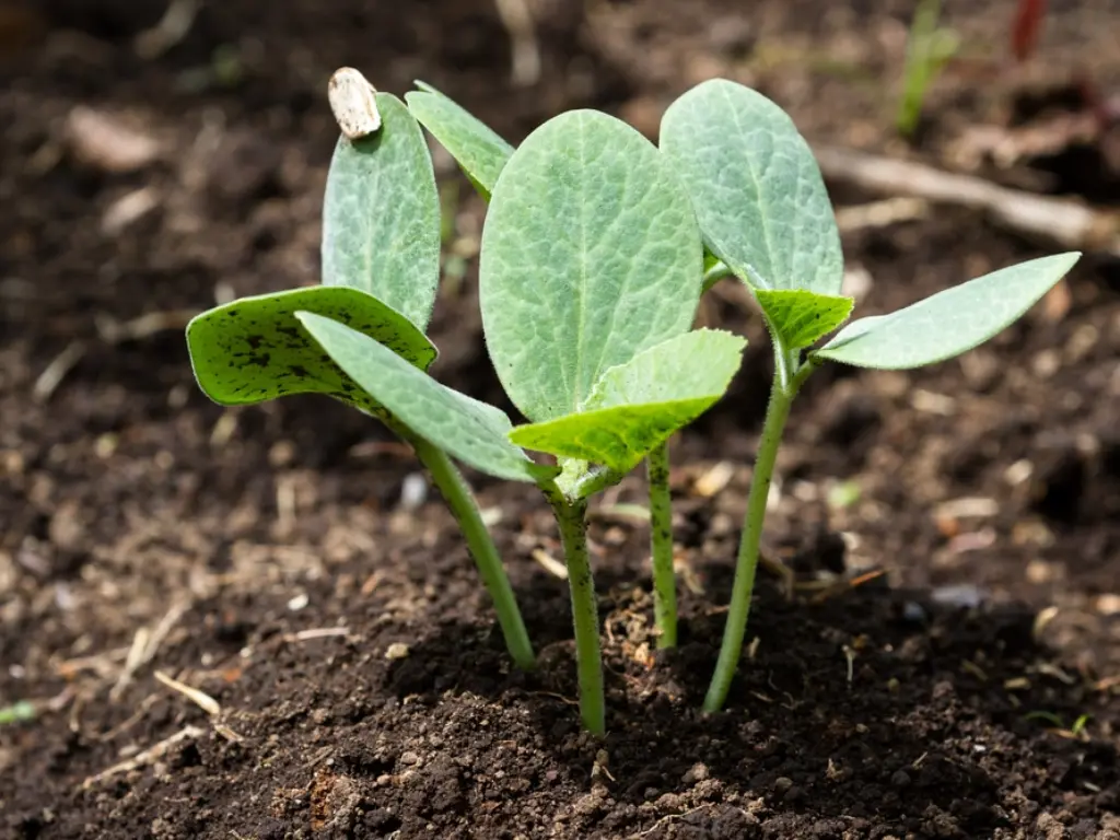 Kousa squash seedlings with two sets of leaves growing in rich soil.
