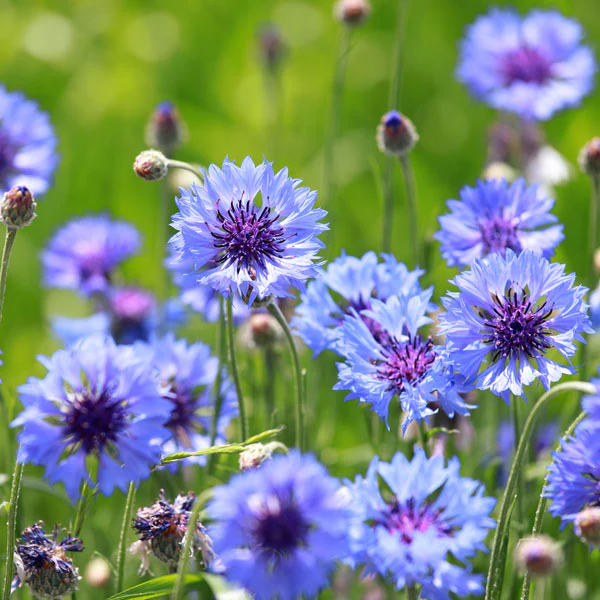 summer sale - best garden seed