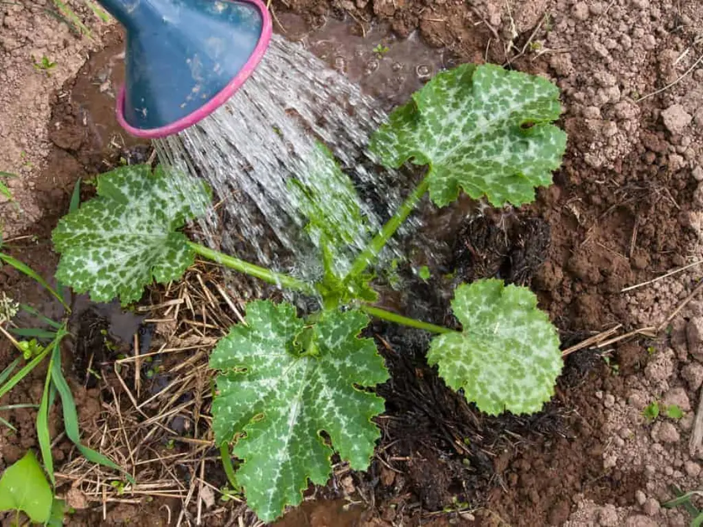 Watering a young kousa squash plant with a watering can in the garden soil.