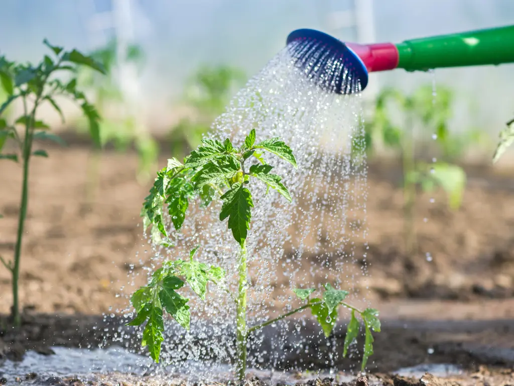 A young tomato plant being watered gently with a garden watering can.