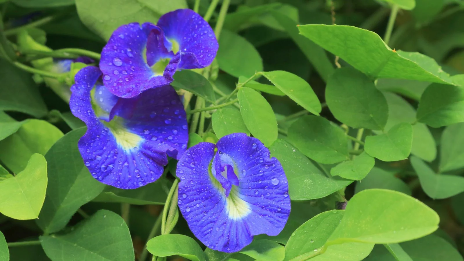 How to Grow Butterfly Peas at Home Easily