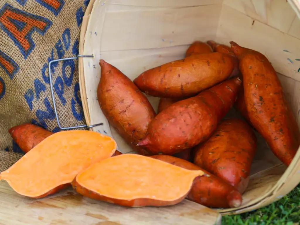 Top 5 Sweet Potato Varieties Perfect for Containers & Small Spaces