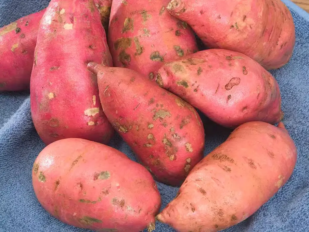 Top 5 Sweet Potato Varieties Perfect for Containers & Small Spaces