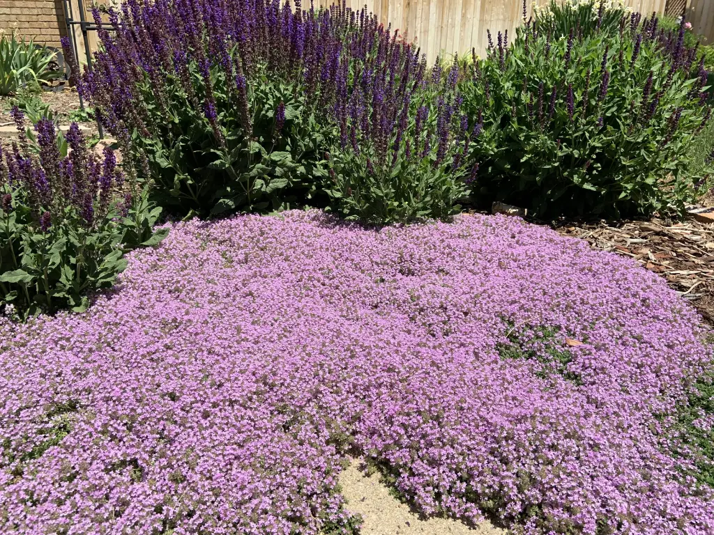 Creeping Thyme blooming alongside tall purple Salvia plants in a full-sun garden bed.