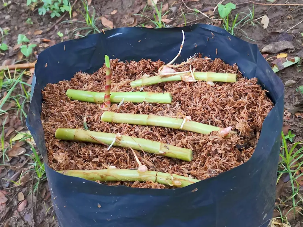 How to Grow Insulin Plant from Roots: Step-by-Step Guide