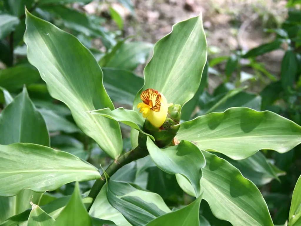 How to Grow Insulin Plant from Roots: Step-by-Step Guide