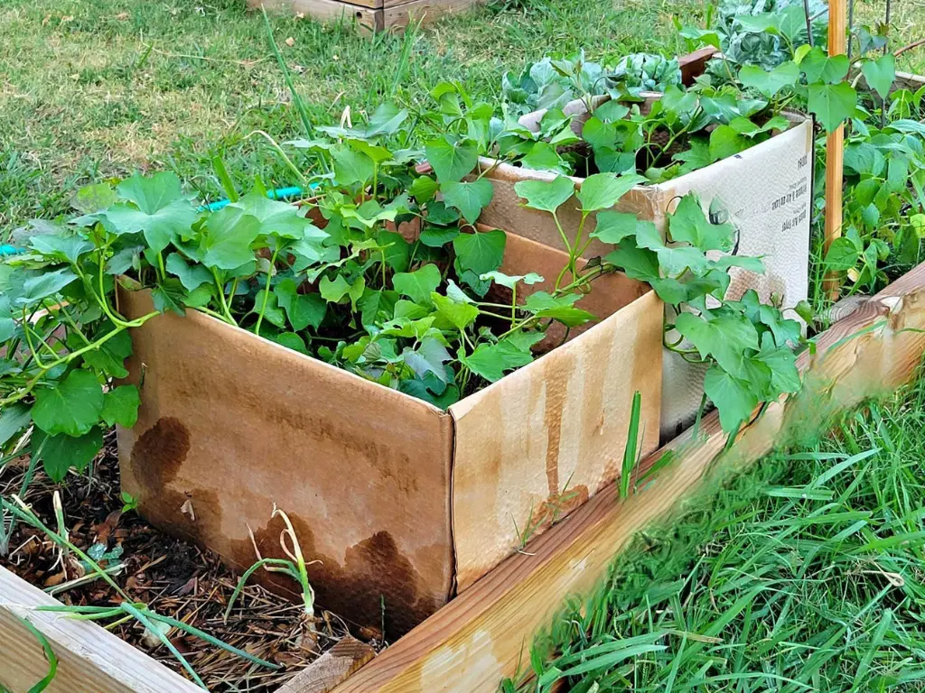 Top 5 Sweet Potato Varieties Perfect for Containers & Small Spaces