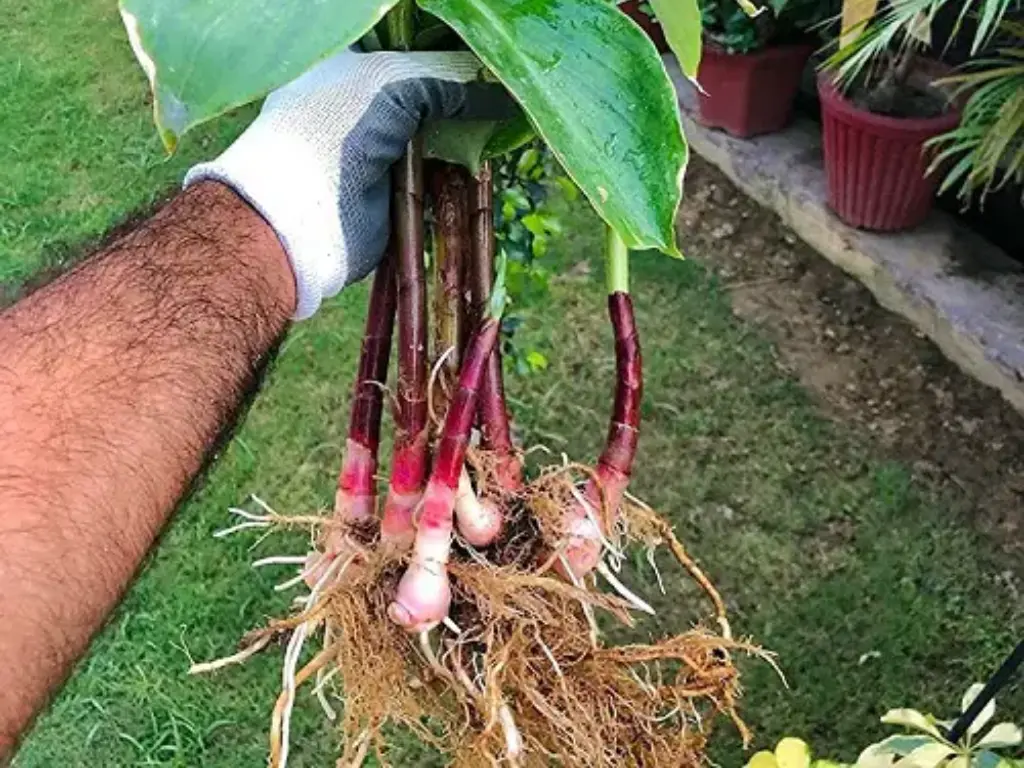 How to Grow Insulin Plant from Roots: Step-by-Step Guide