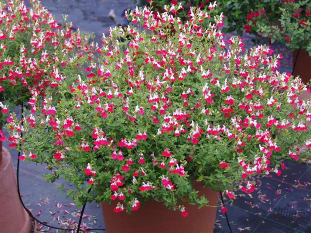 How to Grow Salvia Hot Lips in Containers: A Complete Guide