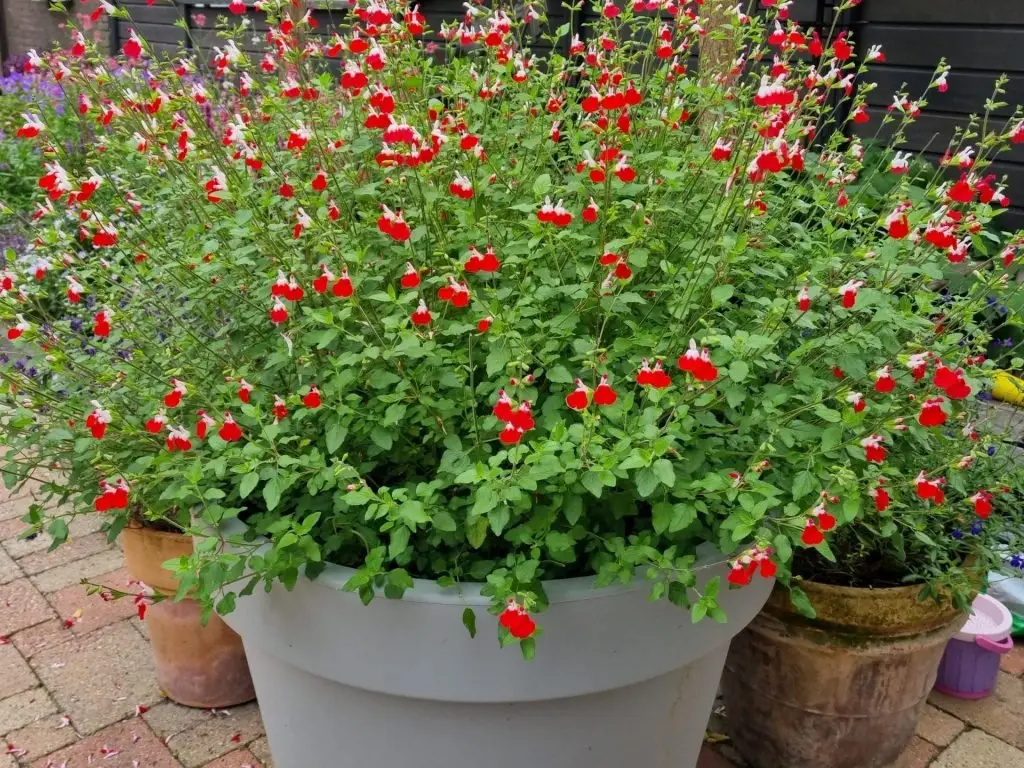 How to Grow Salvia Hot Lips in Containers: A Complete Guide