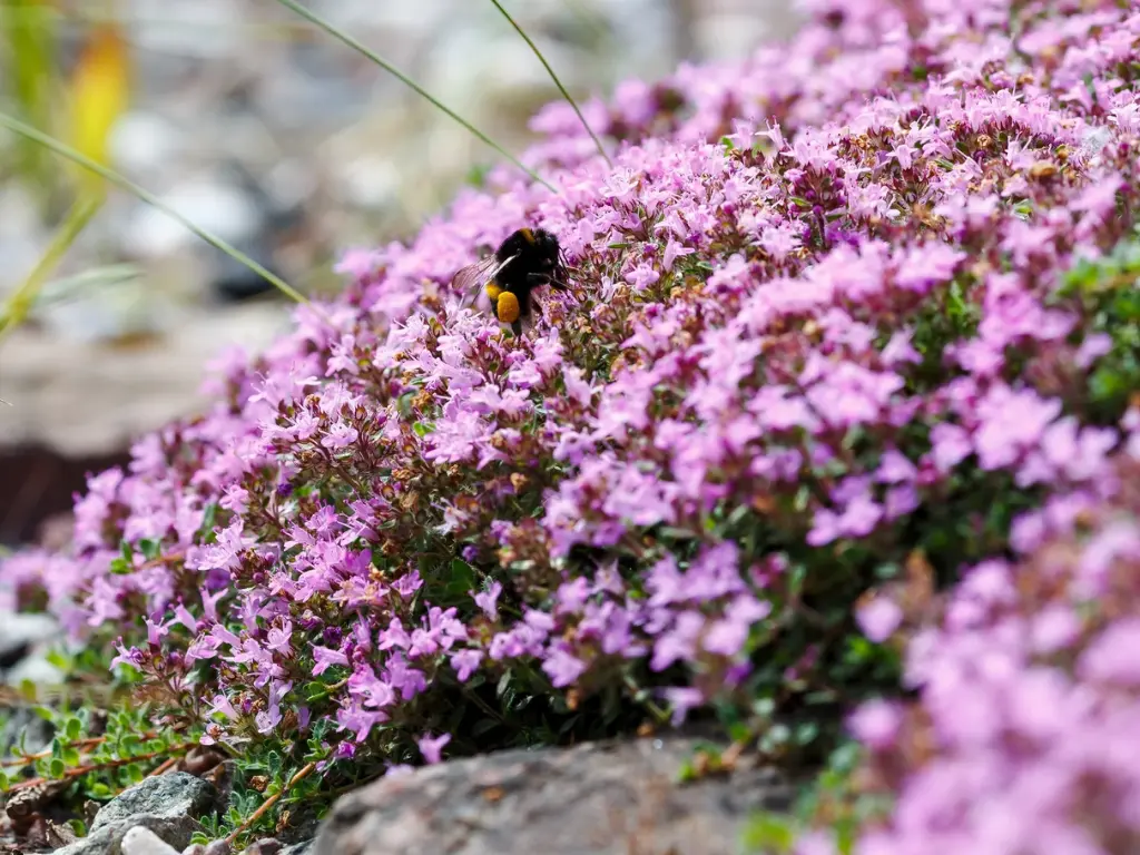 How to Grow and Care for Creeping Thyme: A Complete Guide for Gardeners