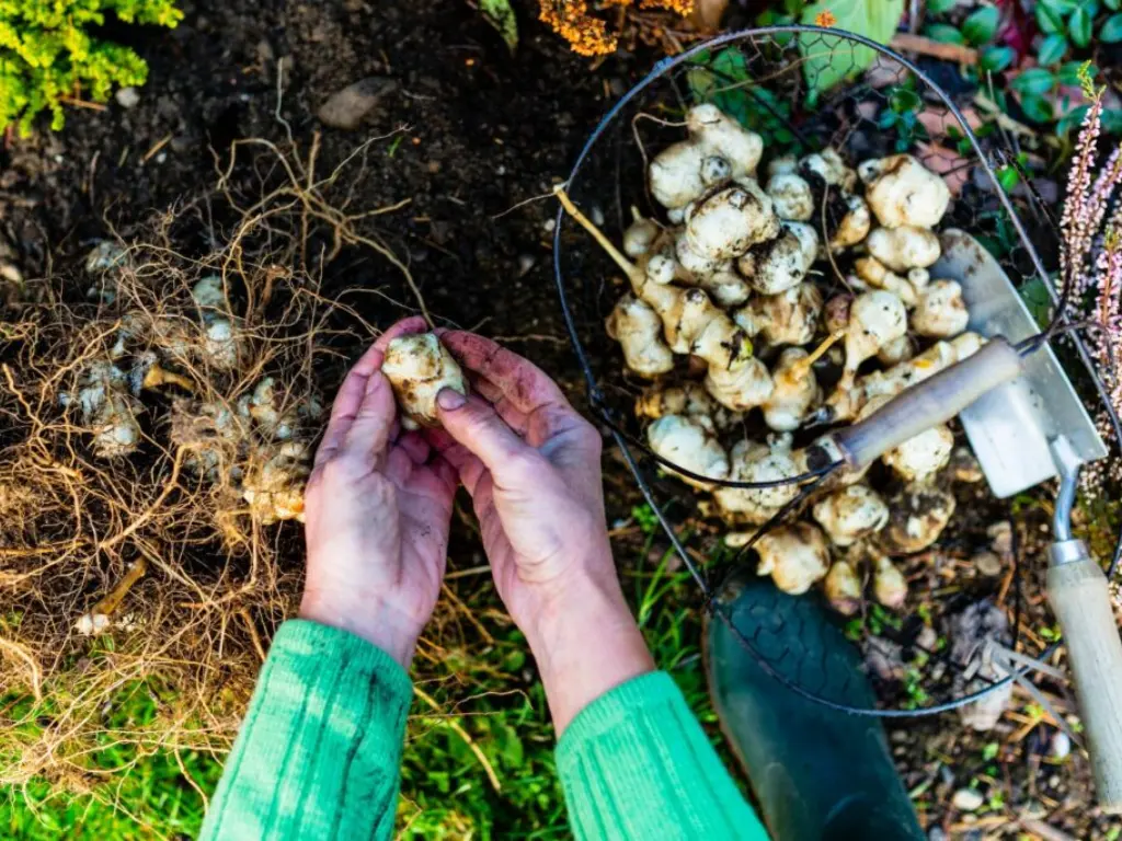 What You Need to Know About Jerusalem Artichokes (Sunchokes): A Gardener’s Guide