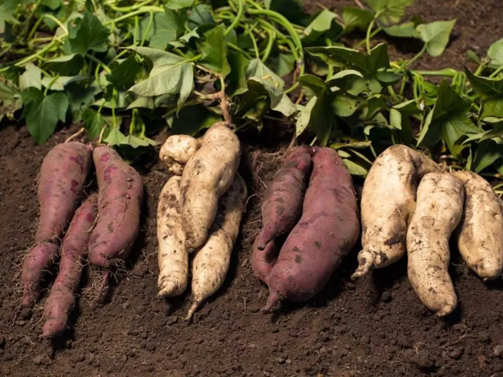 sweet potato species