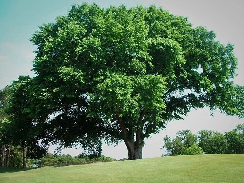 American Elm Tree Branched Quart Pot - Shade Tree - Fast Growing