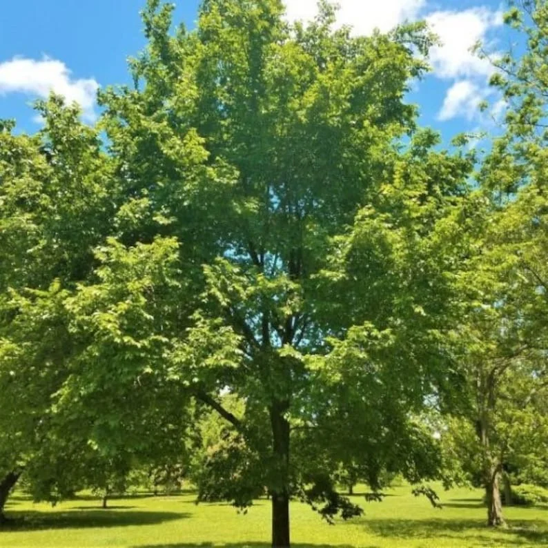 American Elm Tree Branched Quart Pot - Shade Tree - Fast Growing