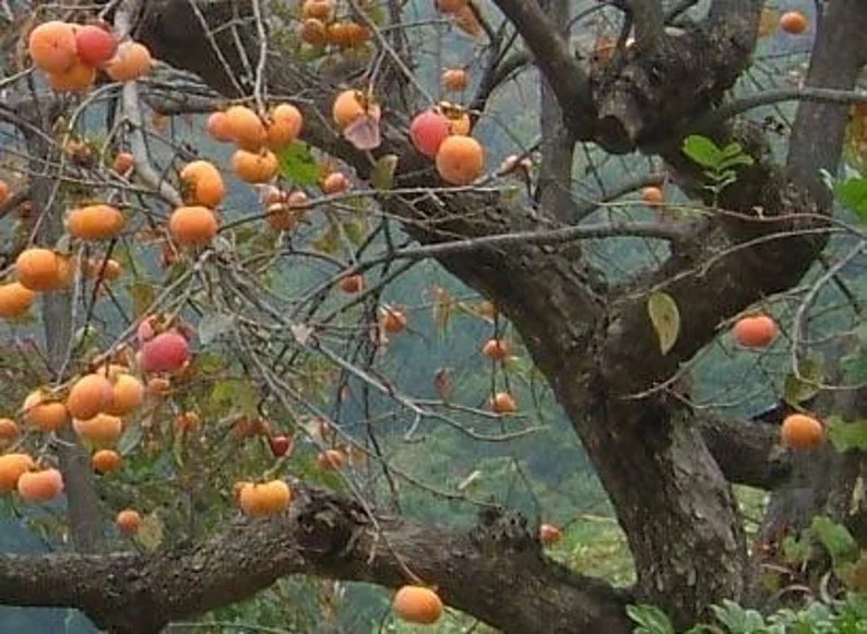 American Persimmon Tree Native 4" Container - Buy Now