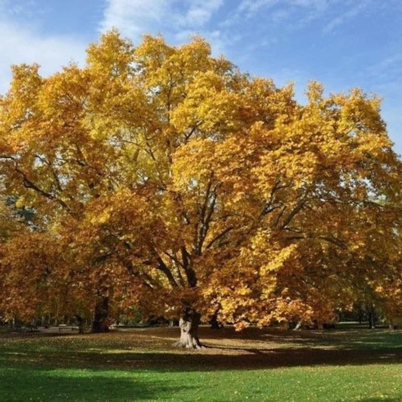 American Sycamore Tree Quart Pot - Fast Growing Shade Tree