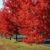 Autumn Blaze Maple Tree - Quart Pot Size - Landscape Ready