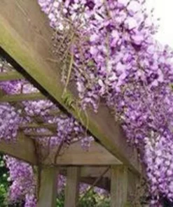 Blue Flowering Wisteria Plant - 2.5 Inch Pot - Vine - Garden Ready