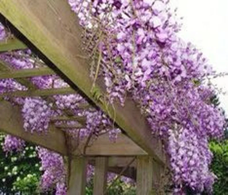 Blue Flowering Wisteria Plant - 2.5 Inch Pot - Vine - Garden Ready
