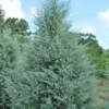 Carolina Cypress Tree Quart Pot - Fast Growing Evergreen