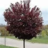 Choke Cherry Canadian Red Plant - 1 Gallon Pot - 2-3 ft Branched