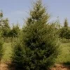 Eastern Red Cedar Tree - Native Seedling in Quart Pot - Perfect for Landscaping