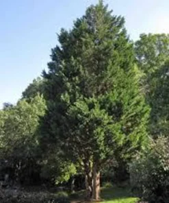 Eastern Red Cedar Tree - Native Seedling in Quart Pot - Perfect for Landscaping