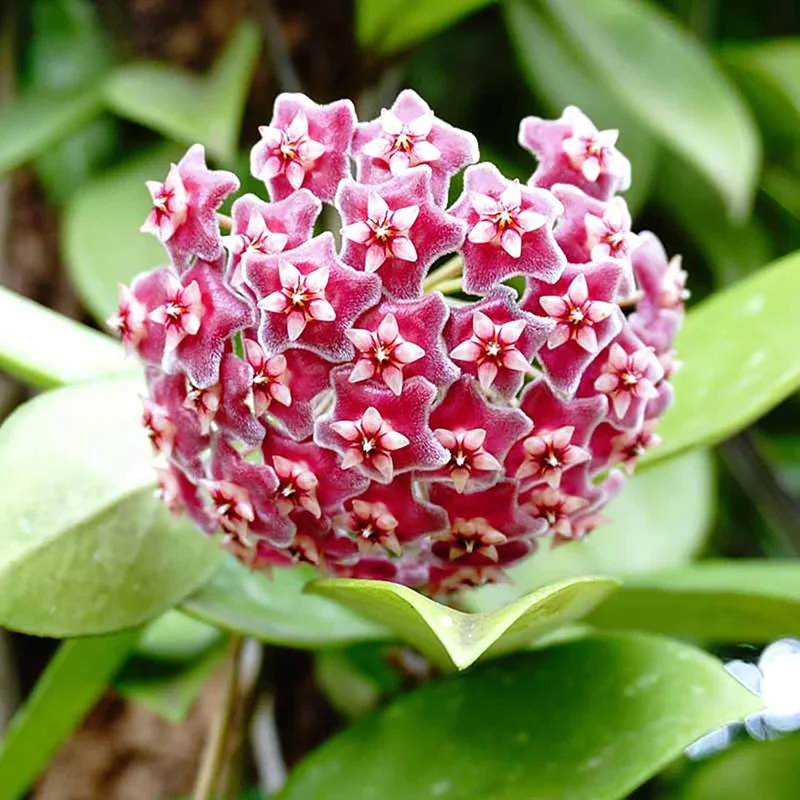 Hoya Carnosa Live Plant - 5" Wax Flower Porcelain Plant