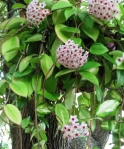 Hoya Carnosa Live Plant - 5