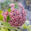 Hoya Pubicalyx Mottled-Silver Leaf Live Plant - 5" Wax Plant Tropical Vine