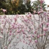 Jane Magnolia Plant - 2.5 inch Pot - Flowering Shrub