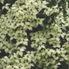 Kousa Flowering Dogwood Tree - Quart Pot - Ornamental Beauty