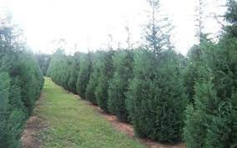 Murray Leyland Cypress Tree - Evergreen Tree - 2.5 Inch Pot