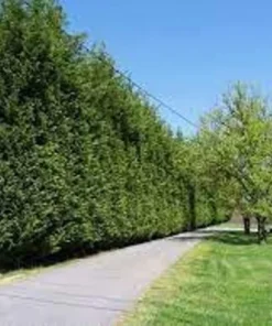 Murray Leyland Cypress Tree - Evergreen Tree - 2.5 Inch Pot