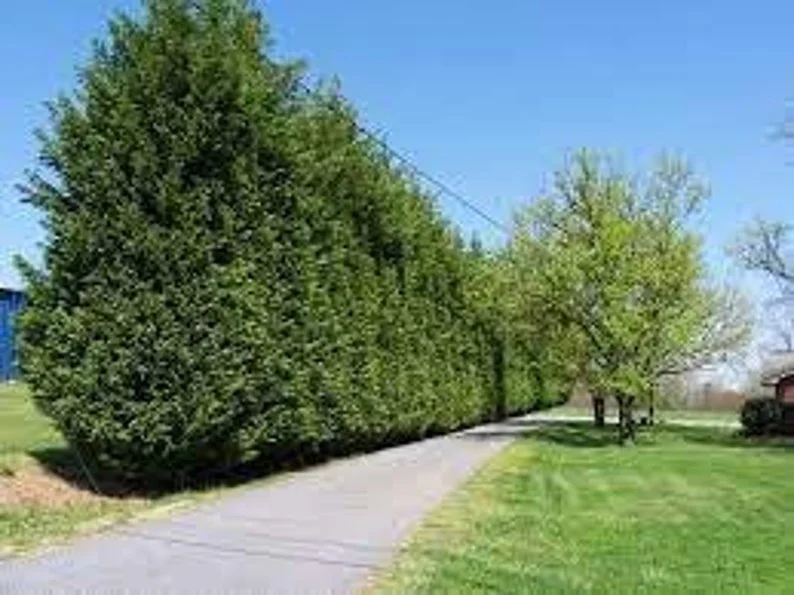 Murray Leyland Cypress Tree - Evergreen Tree - 2.5 Inch Pot