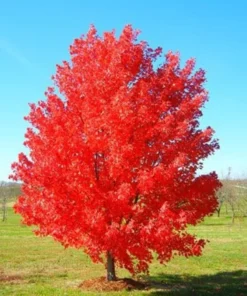 October Glory Maple Tree 2.5 inch Pot - Fall Color