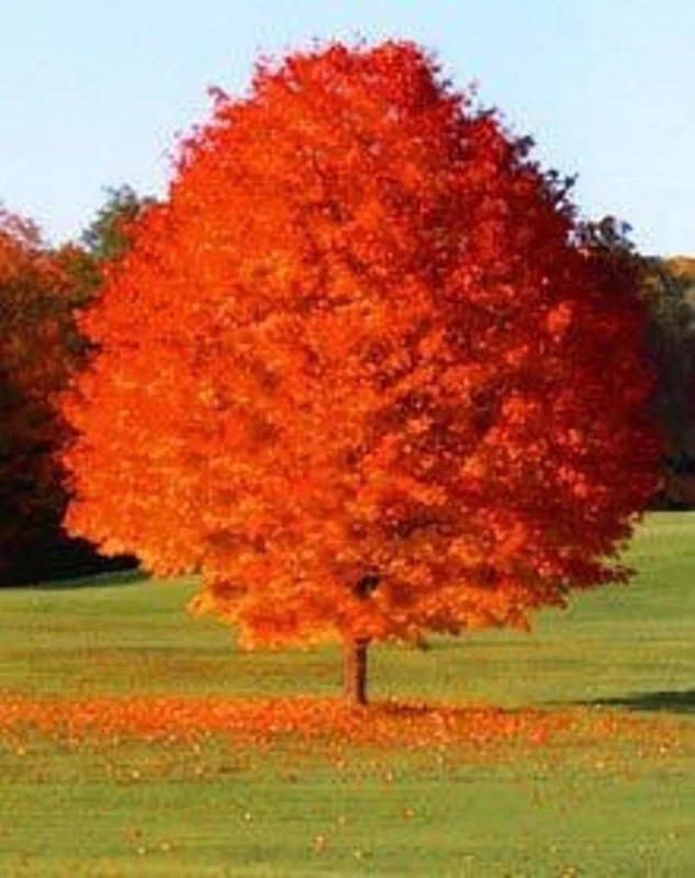 October Glory Maple Tree 2.5 inch Pot - Fall Color
