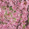 Okame Cherry Tree - Quart Pot - Flowering Ornamental Tree