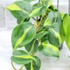 Philodendron Brasil Vine Live Plant 4" Pot - Rare Indoor Houseplant
