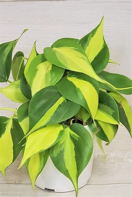 Philodendron Brasil Vine Live Plant 4" Pot - Rare Indoor Houseplant