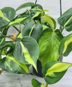 Philodendron Brasil Vine Live Plant 4