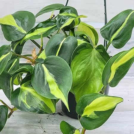 Philodendron Brasil Vine Live Plant 4" Pot - Rare Indoor Houseplant