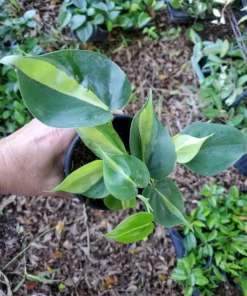 Philodendron Brasil Vine Live Plant 4