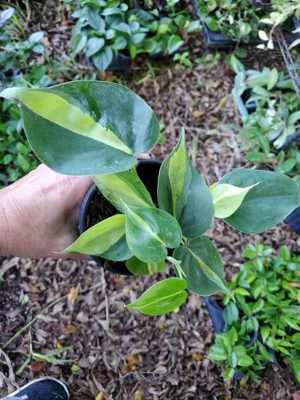 Philodendron Brasil Vine Live Plant 4" Pot - Rare Indoor Houseplant
