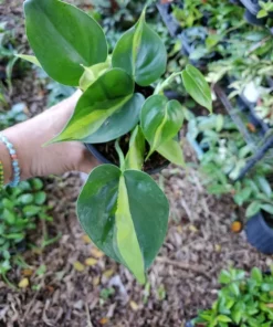Philodendron Brasil Vine Live Plant 4