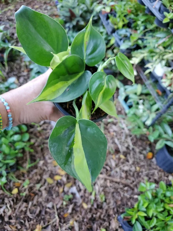 Philodendron Brasil Vine Live Plant 4" Pot - Rare Indoor Houseplant